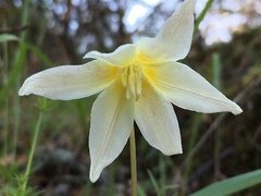 Erythronium multiscapideum