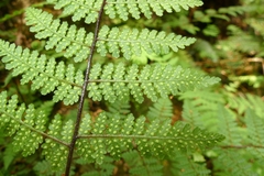 Hypolepis rufobarbata