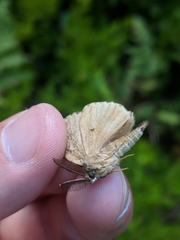 Lymantria dispar dispar