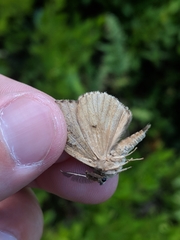 Lymantria dispar dispar