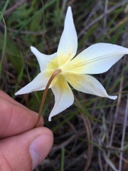 Erythronium multiscapideum