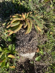 Euphorbia flanaganii