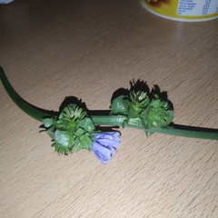 Cichorium endivia