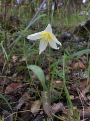 Erythronium multiscapideum