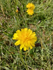 Hypochaeris radicata