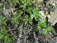 Delphinium cardinale
