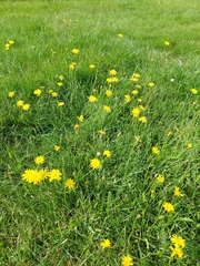 Hypochaeris radicata