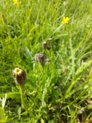 Hypochaeris radicata