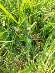 Hypochaeris radicata