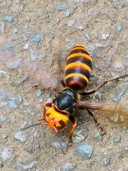 Vespa analis