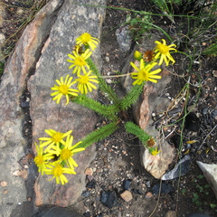 Senecio pinifolius