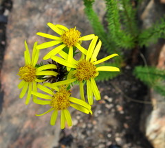 Senecio pinifolius