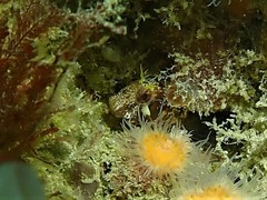 Parablennius postoculomaculatus