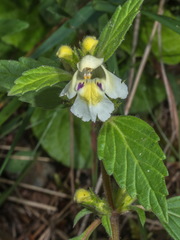 Galeopsis segetum
