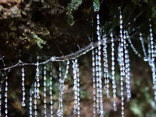 New Zealand Glowworm photo 3