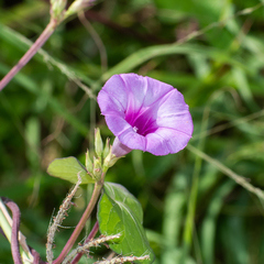 Ipomoea triloba