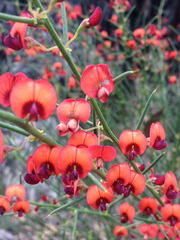 Daviesia physodes
