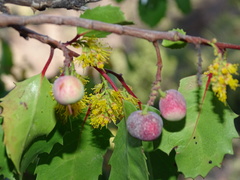 Azara petiolaris