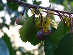 Azara petiolaris