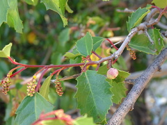 Azara petiolaris