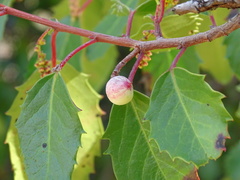 Azara petiolaris