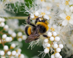 Bombus lucorum