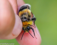 Bombus lucorum