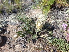 Astragalus lupulinus