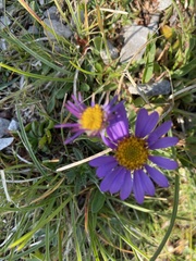 Aster alpinus