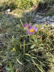 Aster alpinus
