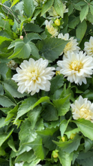 Dahlia pinnata