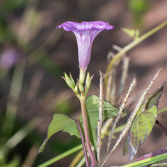 Ipomoea triloba