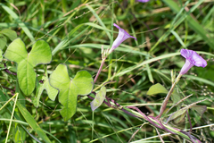 Ipomoea triloba