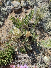 Astragalus lupulinus