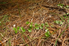 Epilobium pedunculare