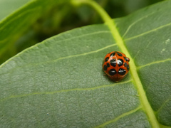 Harmonia axyridis