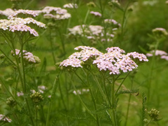 Achillea millefolium