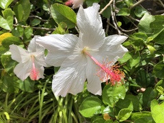 Hibiscus arnottianus