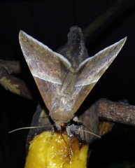 Ophisma