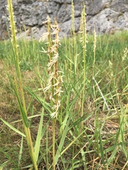 Sporobolus anglicus