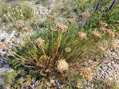 Ferulopsis hystrix