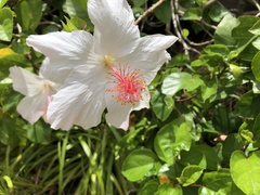Hibiscus arnottianus