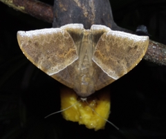 Ophisma