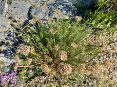 Ferulopsis hystrix