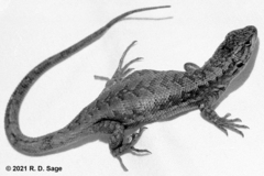 Liolaemus fitzgeraldi