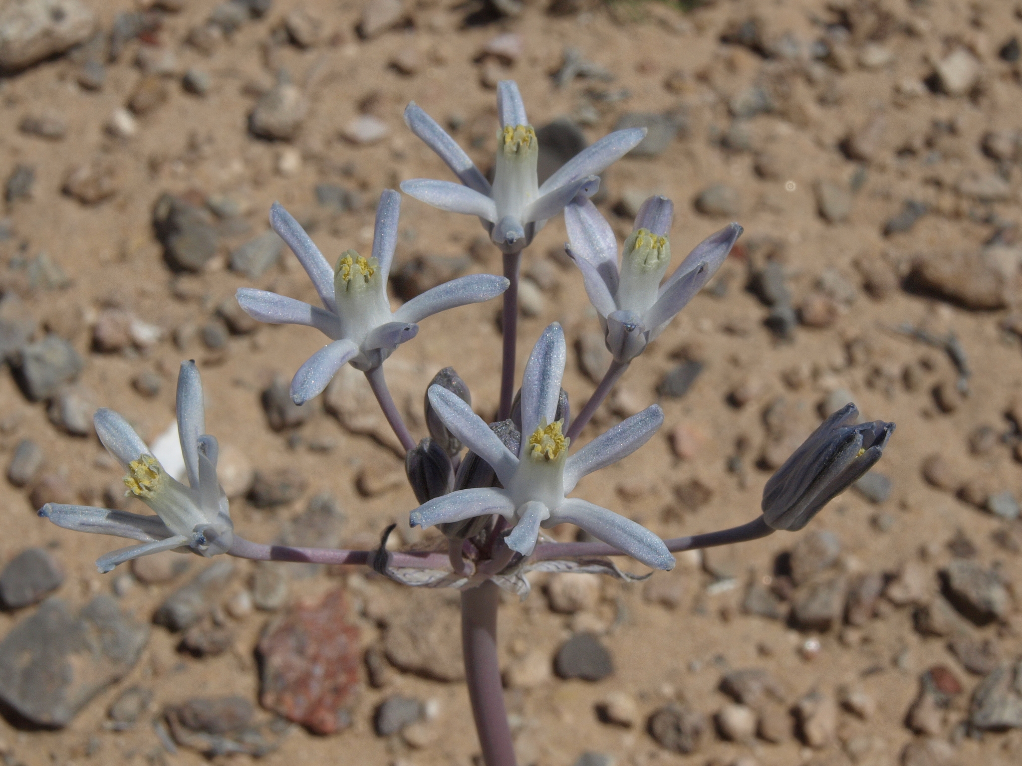 Androstephium breviflorum