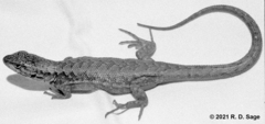 Liolaemus fitzgeraldi