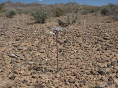 Androstephium breviflorum