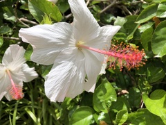 Hibiscus arnottianus