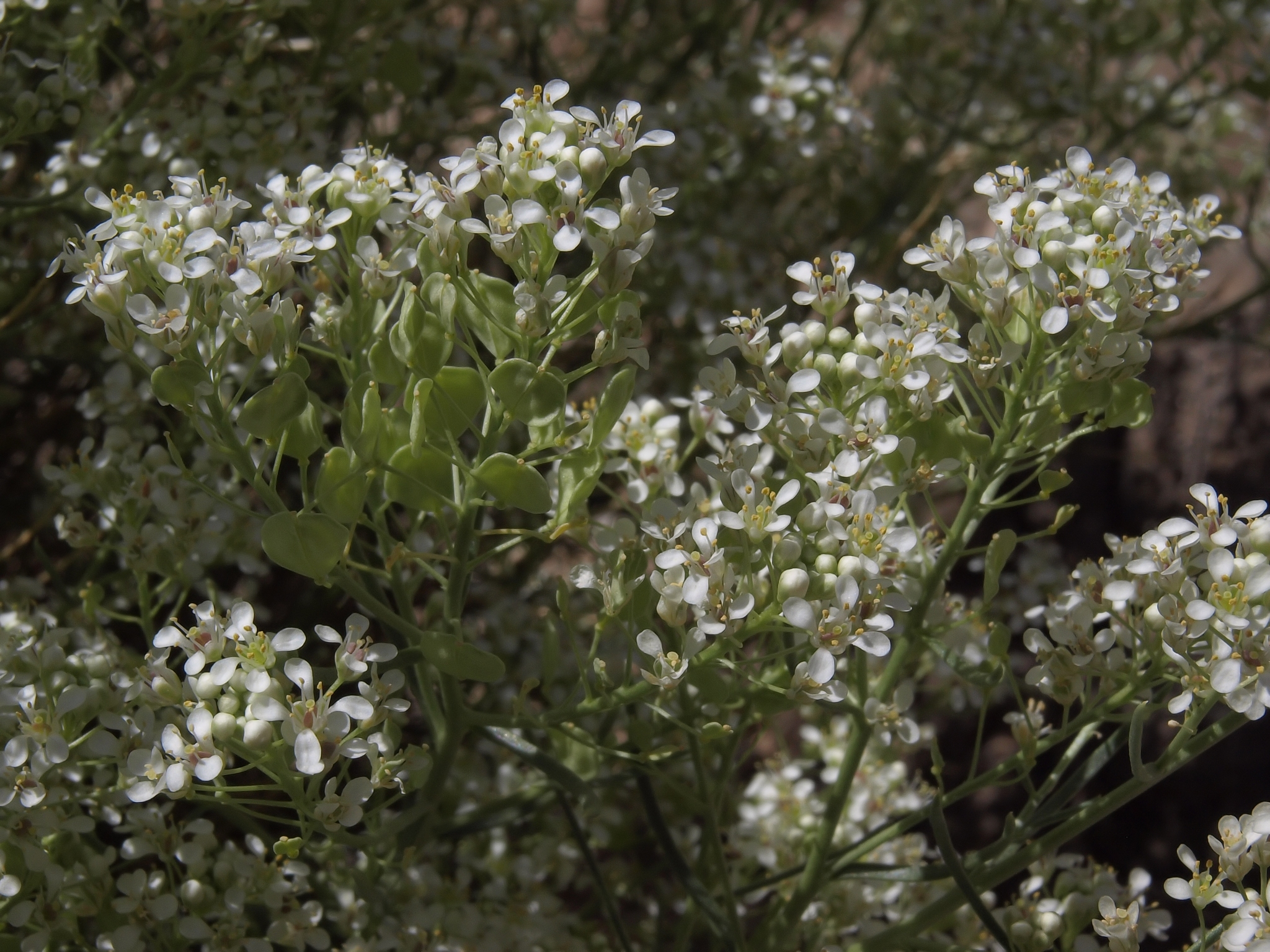 Lepidium fremontii